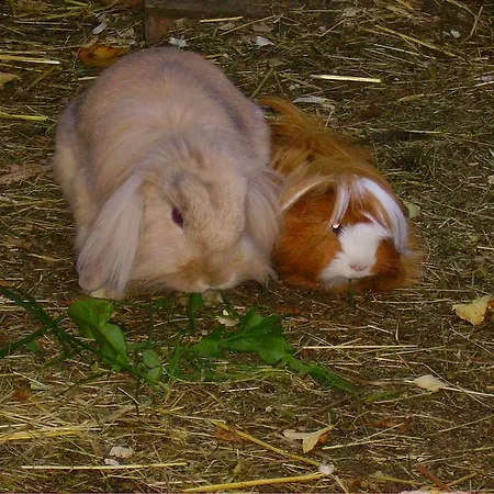 Familiengaestehaus Ingrid * ザンクト・マルティン・アム・テンネンゲビルゲ