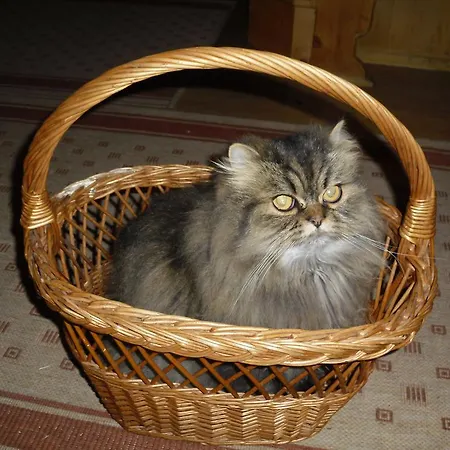 Apartmán Familiengaestehaus Ingrid *